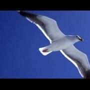 Jonathan livingston seagull