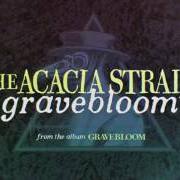 Der musikalische text BITTER PILL von THE ACACIA STRAIN ist auch in dem Album vorhanden Gravebloom (2017)