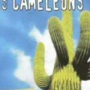 Der musikalische text HATCHI LAMUCHI von LES CAMÉLÉONS ist auch in dem Album vorhanden Todos (2001)