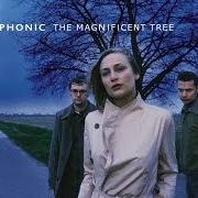 Der musikalische text THE MAGNIFICENT TREE von HOOVERPHONIC ist auch in dem Album vorhanden The magnificent tree (2000)