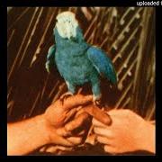 Der musikalische text THE NEW SAINT JUDE von ANDREW BIRD ist auch in dem Album vorhanden Are you serious (2016)