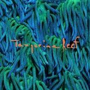 Der musikalische text CORAL BY NUMBERS von ANIMAL COLLECTIVE ist auch in dem Album vorhanden Tangerine reef (2018)