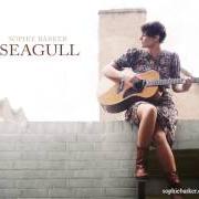 Seagull