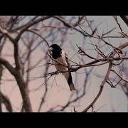 Butcherbird