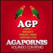 Agapornis - volando con ritmo