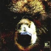 The bear
