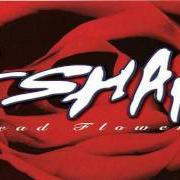 Der musikalische text TRICK WIT ME von ESHAM ist auch in dem Album vorhanden Dead flowerz (1996)