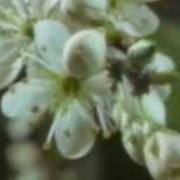 Der musikalische text SORROWLESSFIELD von KARINE POLWART ist auch in dem Album vorhanden This earthly spell (2008)