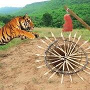 Tiger Trap