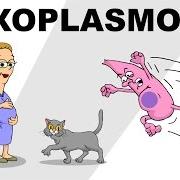 Toxoplasma