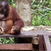 Orang Utan