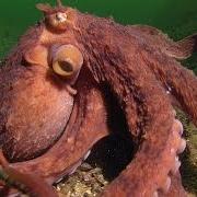 Octopuss