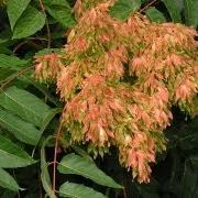 Ailanthus